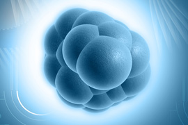 Computer visualization of stem cells